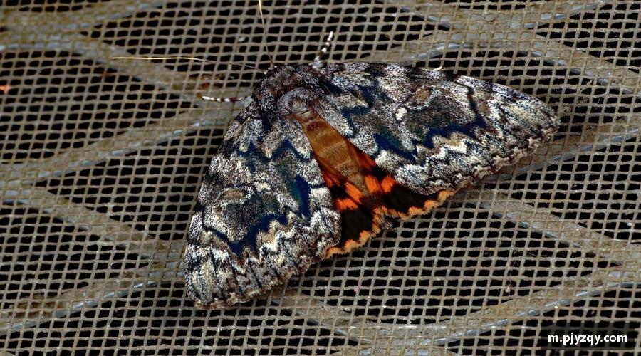 bevictor伟德追逐荣耀，创造传奇